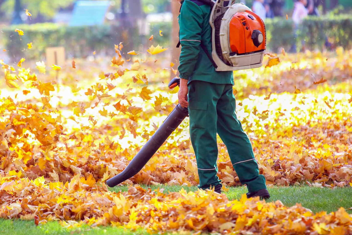 leaf clean up