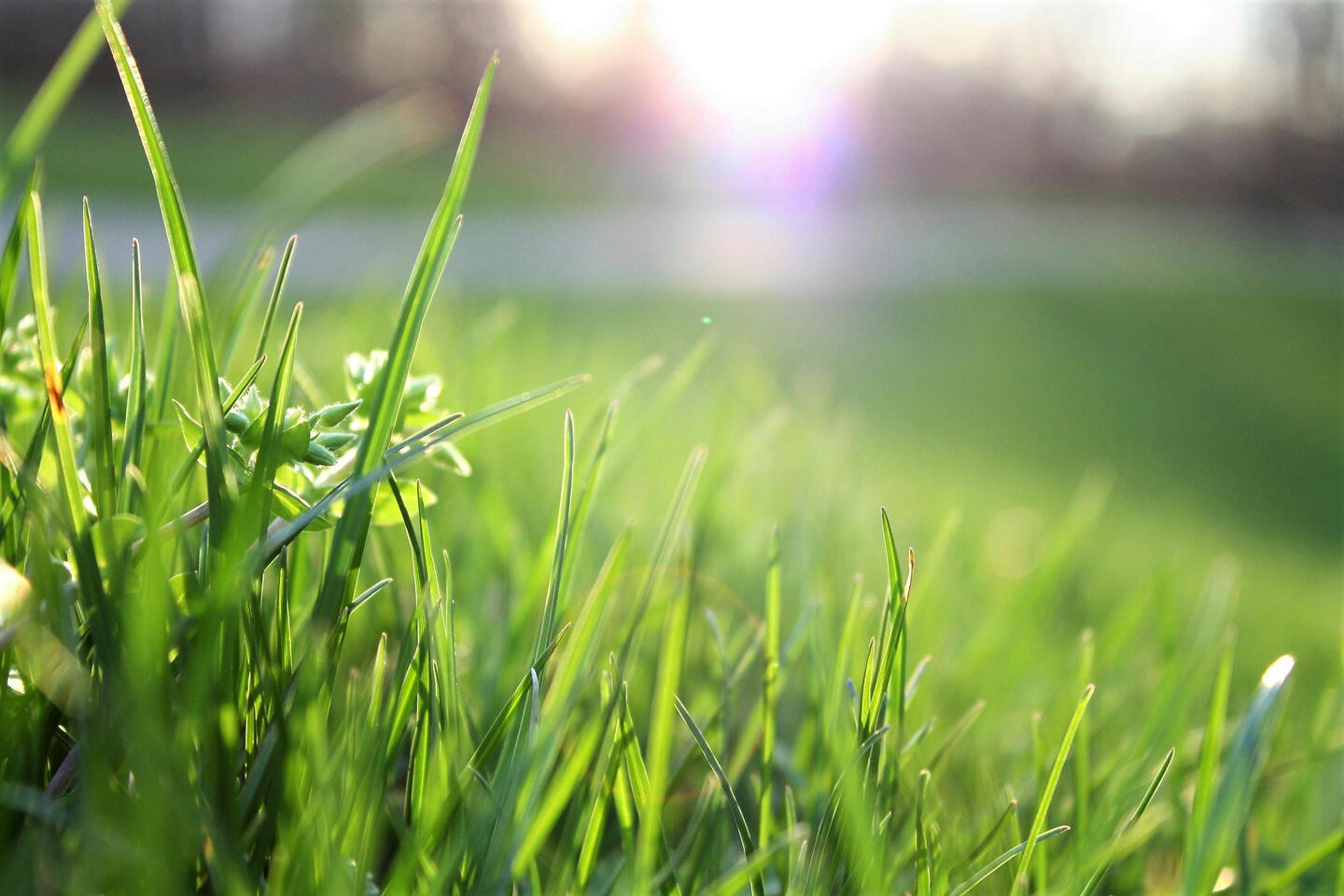 well maintained grass